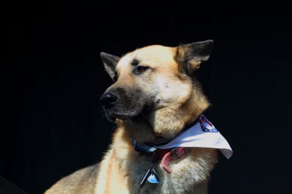 Conner Youngblood's dog Juneau, Photo by: MEGHAN KEARNEY